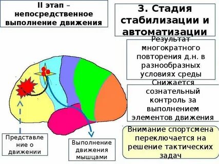 Стадия стабилизации