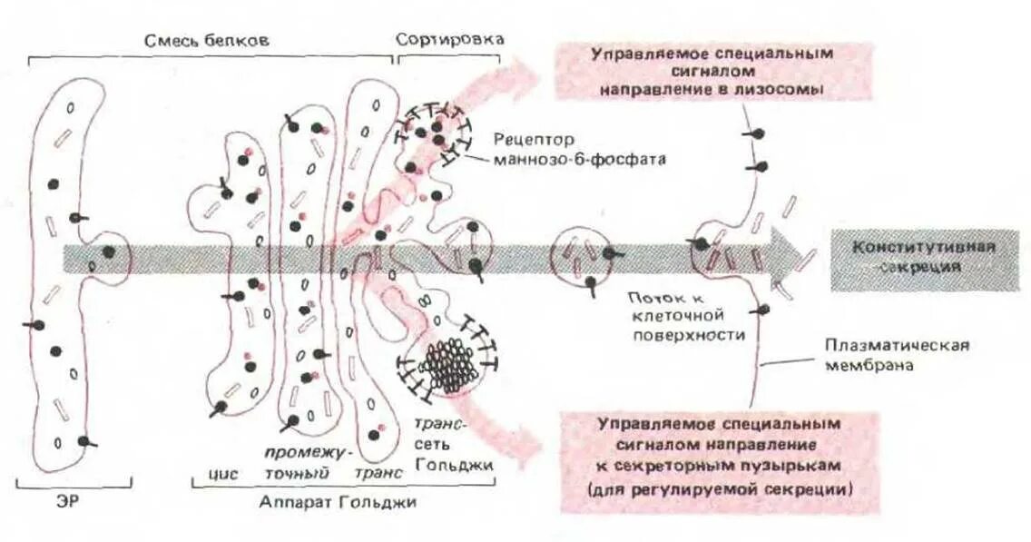 Транспорт белков внутриклеточный. Модификация белков в аппарате Гольджи. Сортировка белков в аппарате Гольджи. Транспорт белков из аппарата Гольджи. Сортировка молекул в аппарате Гольджи.