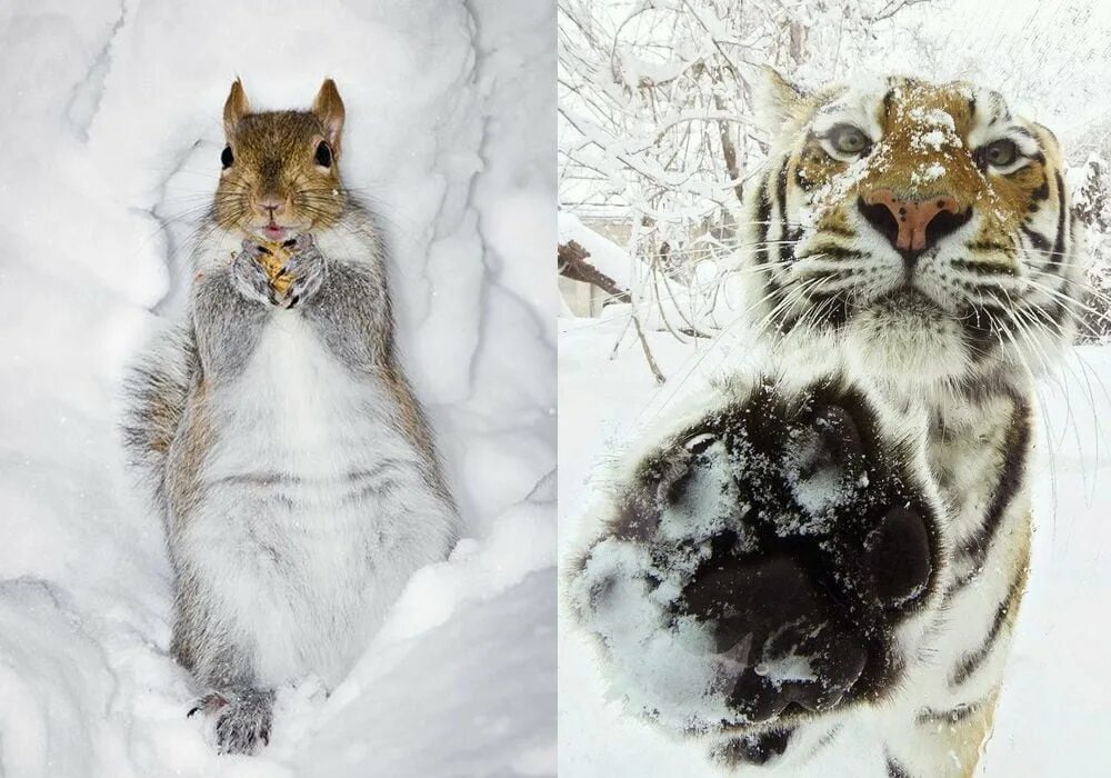 Почему в холодную погоду многие животные. Милые животные зимой. Смешные животные зимой. Забавные зверюшки зимой. Смешное животное зимой.