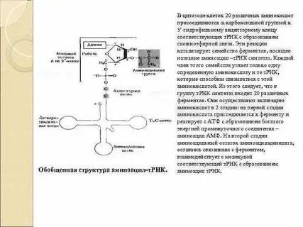 Трнк присоединяет аминокислоту