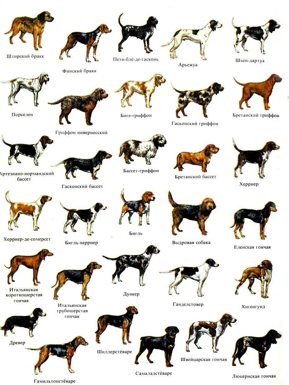Породы собак названия. Порода собак Сохо. Порода собак Розенштраух. Порода собак Меркурий. Породы собак РКФ С фотографиями и названиями.
