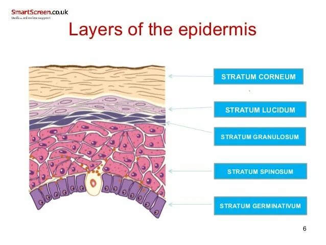 Stratum перевод. Stratum germinativum. stratum corneum. каковы особенности stratum granulosum.