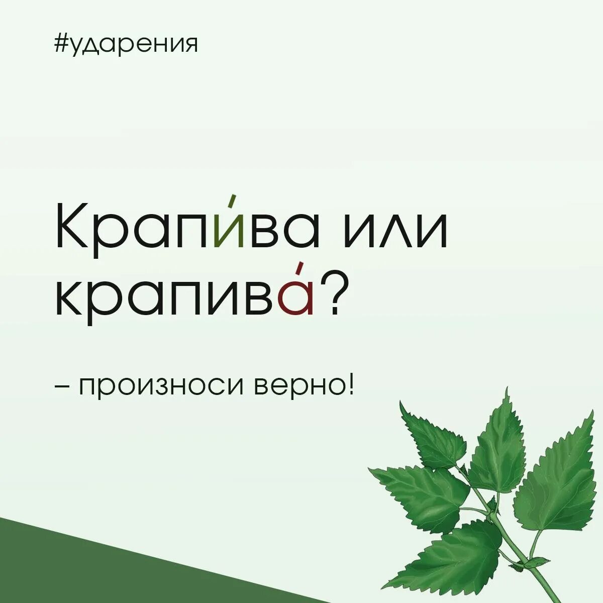 Ударение всегда падает. Крапива ударение. Рисунок крапива жалит. Великая яса ударение. Крапива или крапива куда ударение.