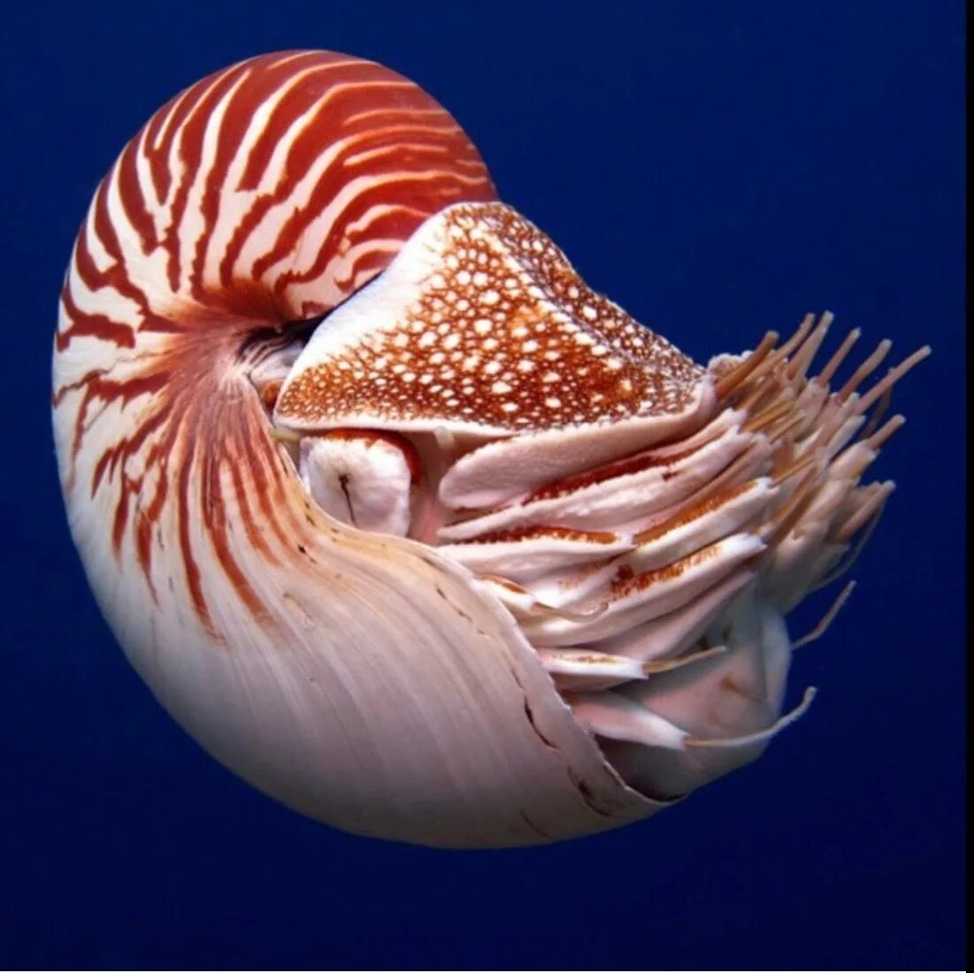 К элоизе наутилус. Наутилус осьминог. наутилус моллюск. nautilus pompilius моллюск. наутилус морское животное.
