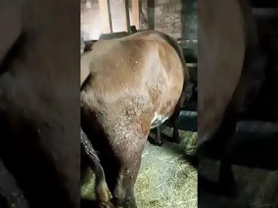 У коровы нет жвачки что делать