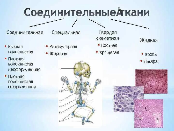 Соединительная ткань рыхлая костная хрящевая. Хрящевая ткань, костная, жировая ткань, рыхлая соединительная. Соединительная ткань рыхлая плотная жировая ретикулярная. Таблица ткани костная хрящевая жировая волокнистая.