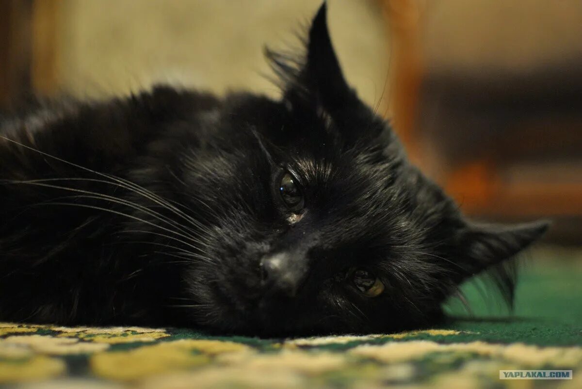 Темно жалкий. Чёрный котик. Грустный черный кот. Грустная черная кошка. Черный котенок грустит.