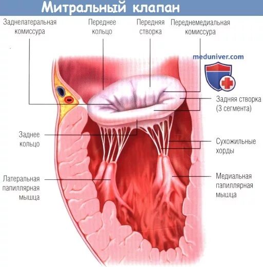 Укажите место расположения двухстворчатого митрального клапана Менять клапаны