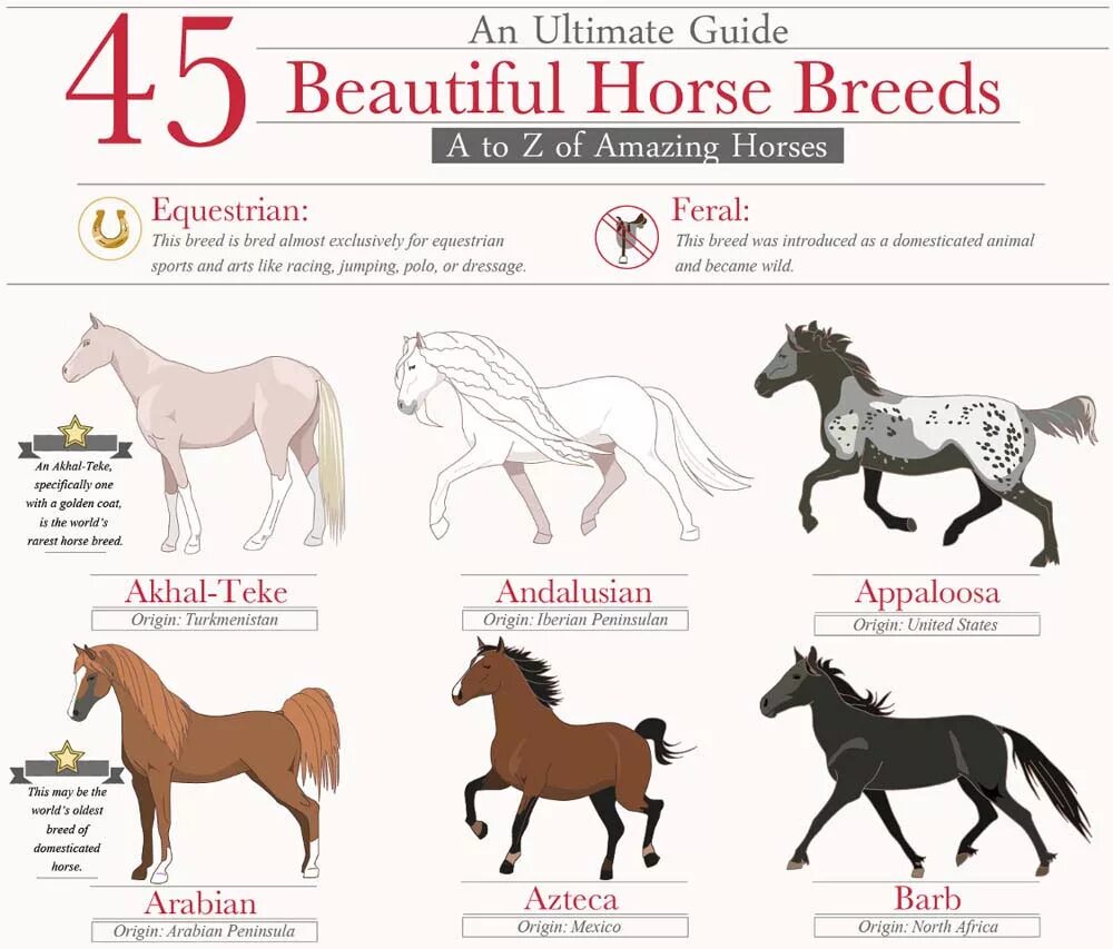 Лошадь порода инфографика. Horse Breeds. Породы лошадей для новичков. Лошадь инфографика дизайн.