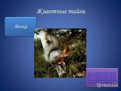 Интересные факты о животных тайги