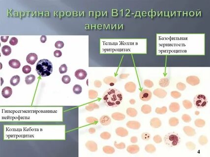 Периферические клетки