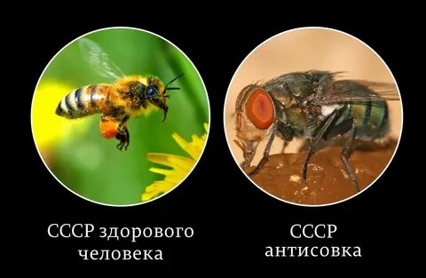 Два взгляда на мир