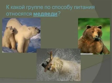 Какие животные относятся к этой группе