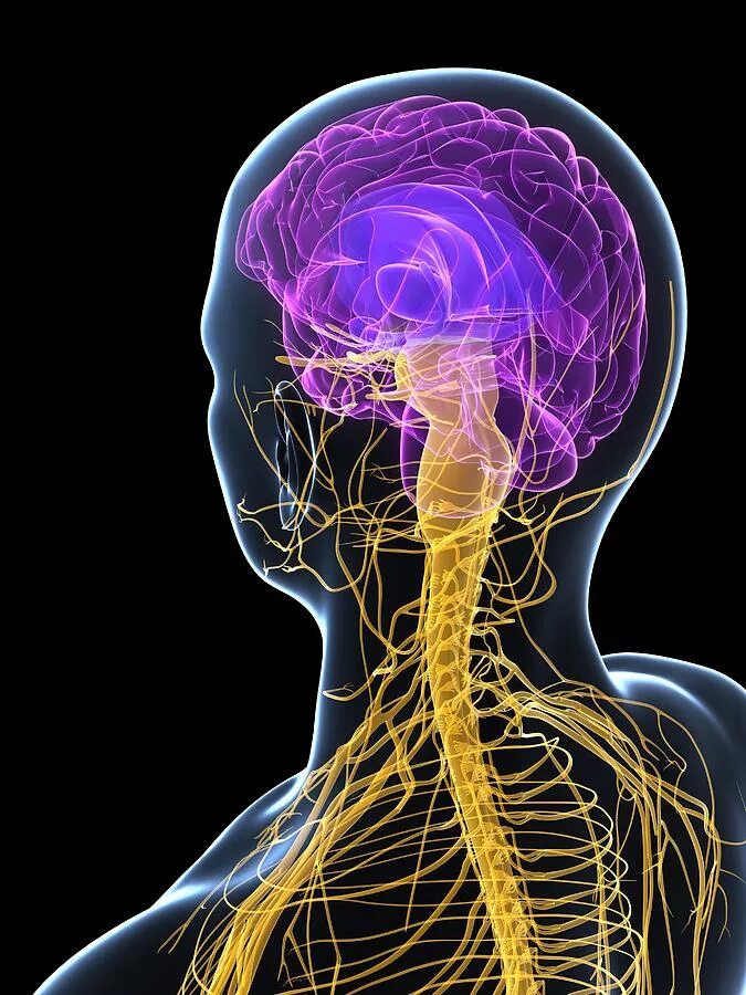 Brain nerve. Нервная система. Нервная система человека. ЦНС человека. Центральная нервная система.