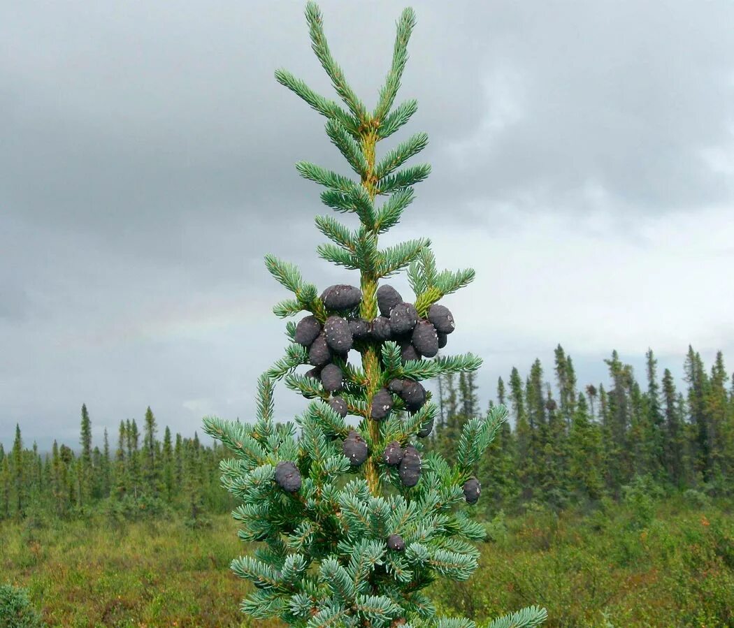 Ель черная Picea Mariana. Черная ель Black Spruce. Picea Mariana – ель Мариана. Спрус – канадская черная ель.