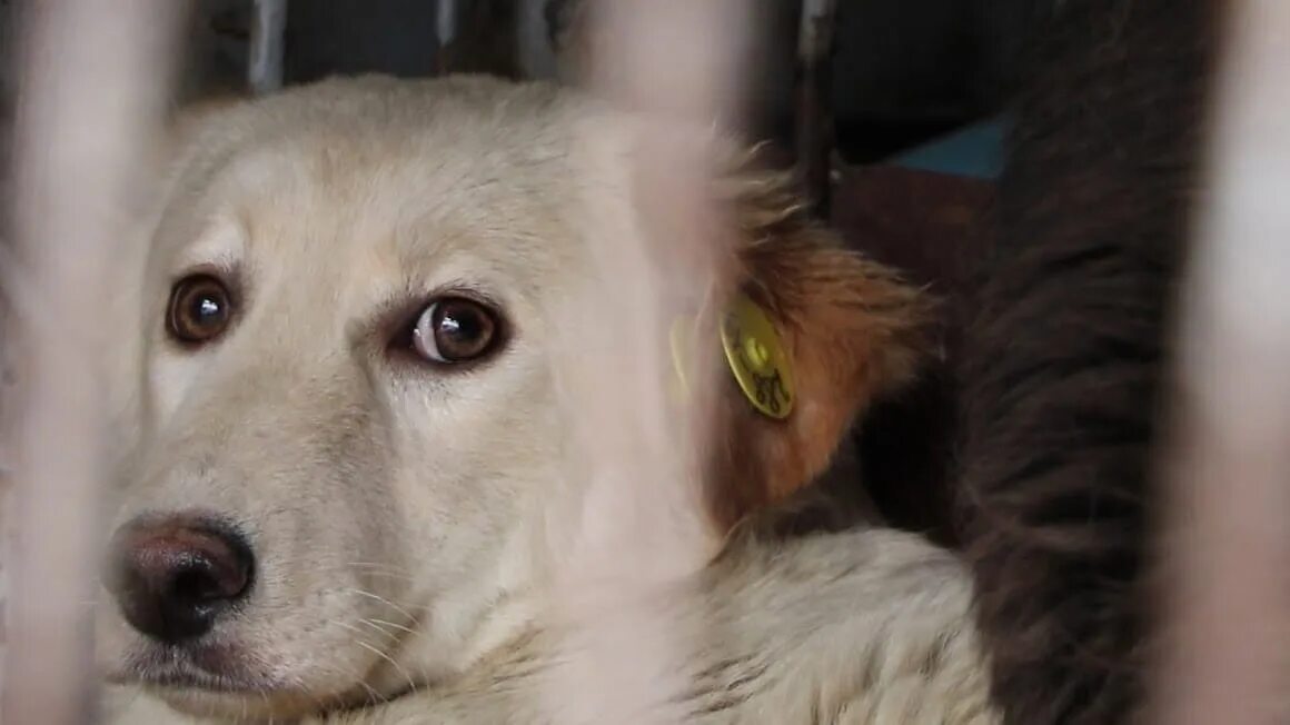Помощь животным оренбург. Приют для собак бешеных. Бездомные собаки. Бездомные собаки Оренбург.