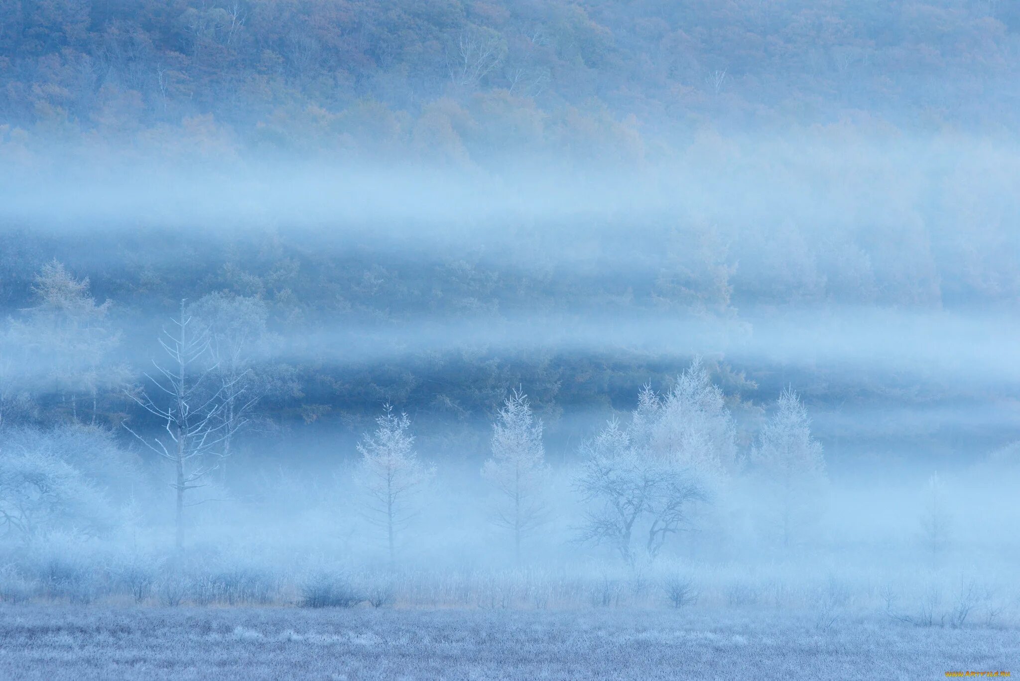 Снежная дымка. Заснеженное поле. Голубая дымка. Зимние деревья в тумане. Дымка снега