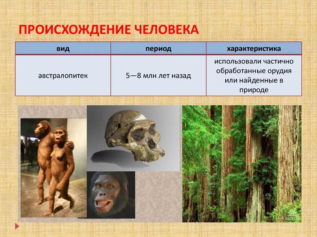 Происхождение человека. Появление человека. Виды человека. Период появления человека. Дриопитеки австралопитеки древнейшие люди древние люди