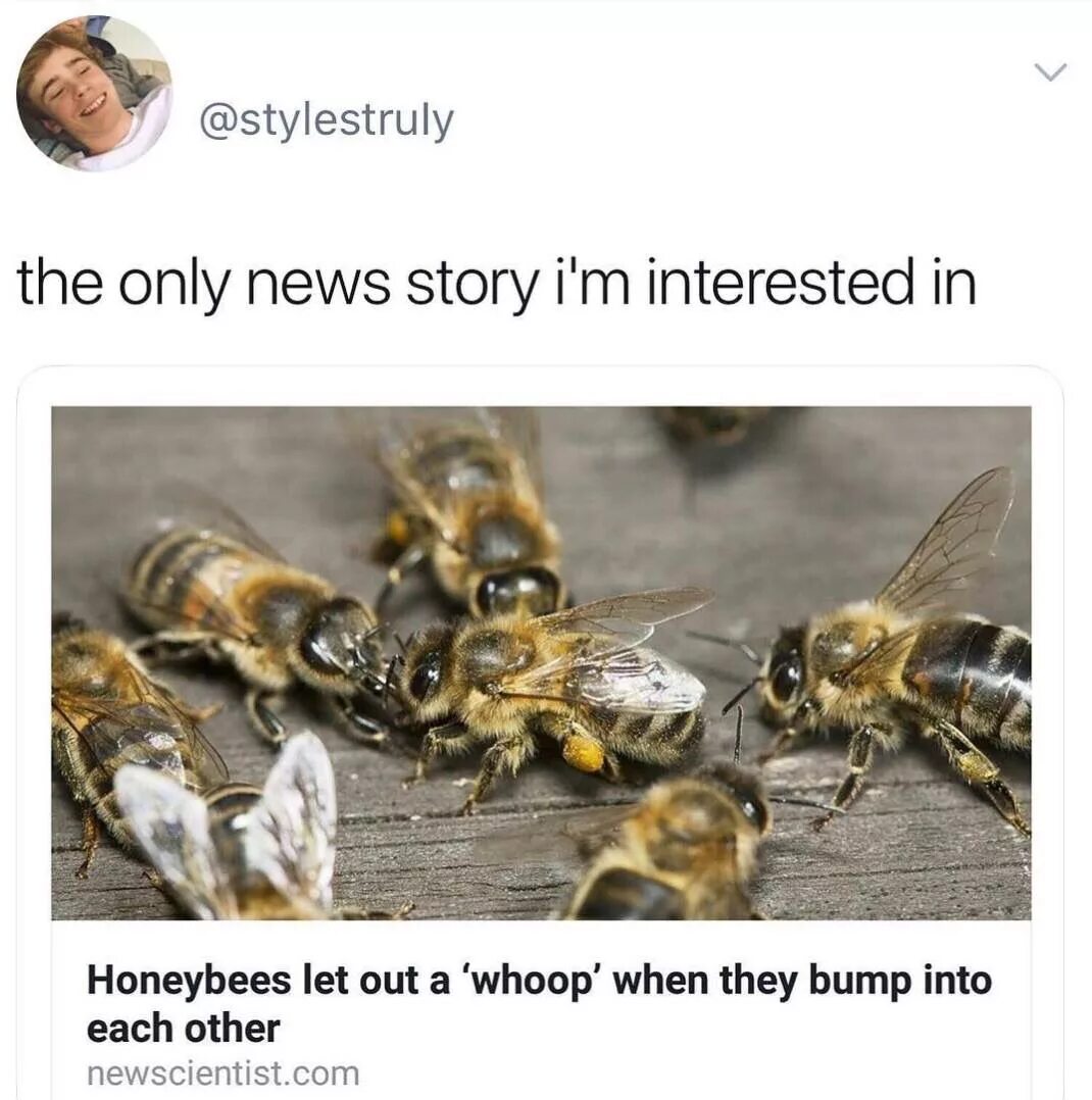 Осы издают звук. Одиночные осы. Осы издают звук. Оса фото. Пчела оса шершень.