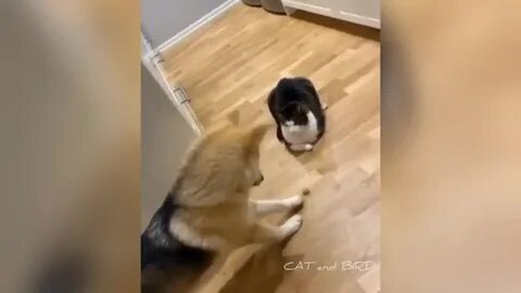 Грозный взгляд кота заставил пса переживать за свою безопасность 