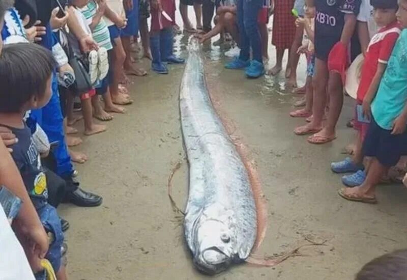 Рыба выбрасывается на берег. Много рыбы в воде. Moonfish рыба. Сельдяной король. Сельдяной король ремнетел.