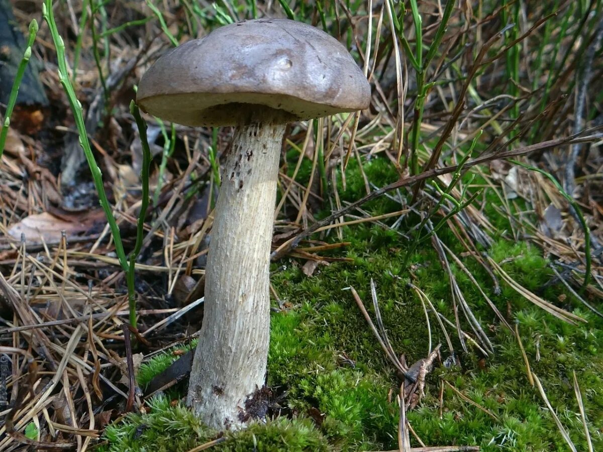 Подберезовик розовеющий. Leccinum variicolor. подберёзовик обыкновенный. подберезовик обабок. подберёзовик шахматный.