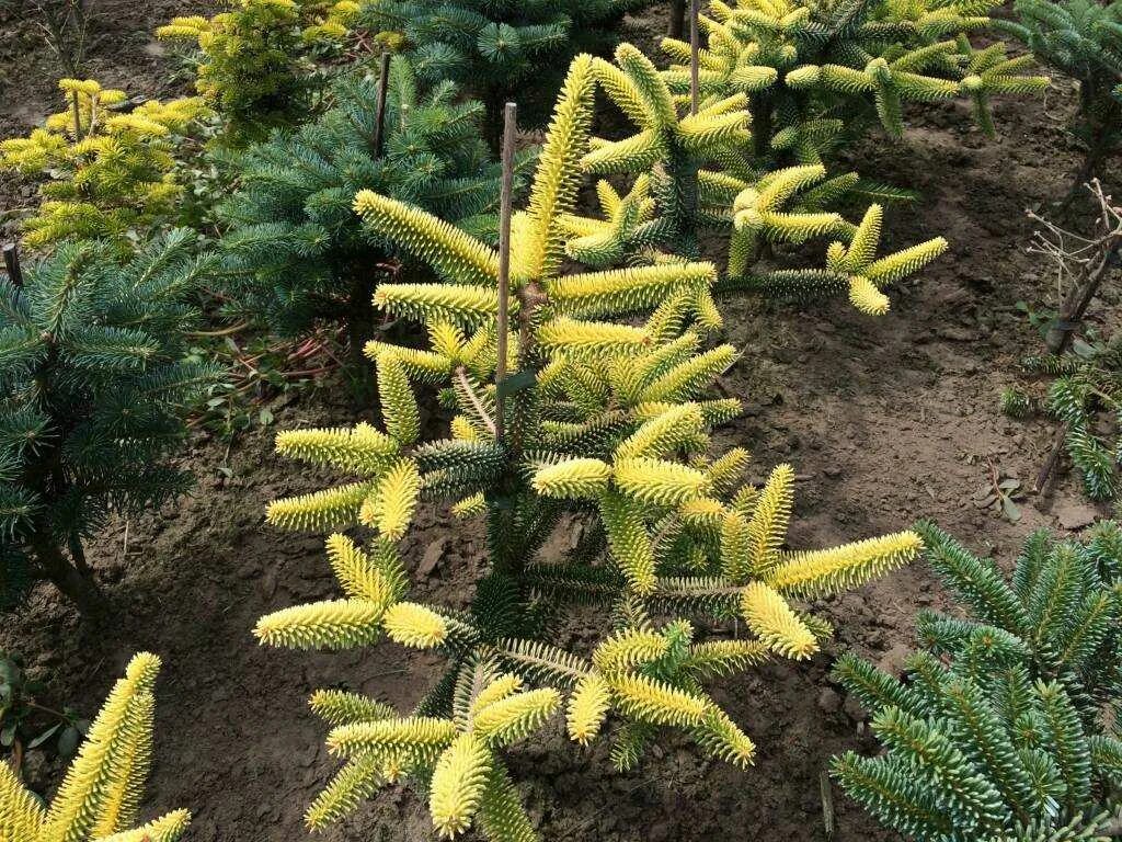 Хвойные в апреле. Пихта испанская Ауреа. Пихта корейская Ауреа. Пихта pinsapo Aurea. Abies pinsapo Aurea пихта испанская Ауреа.