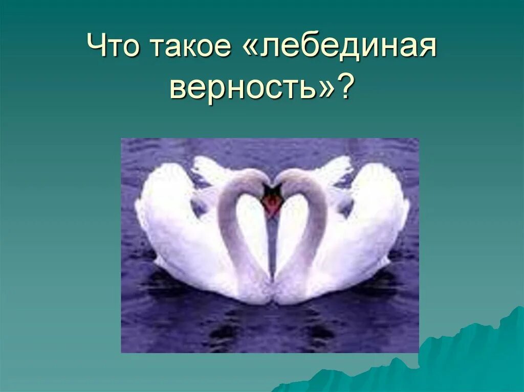 Лебединая верность значение. Лебединая верность фразеологизм. Толкование фразеологизму Лебединая верность. Лебединая верность значение фразеологизма. Смысл фразеологизма Лебединая верность.