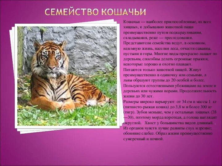 Кошка отряд млекопитающих