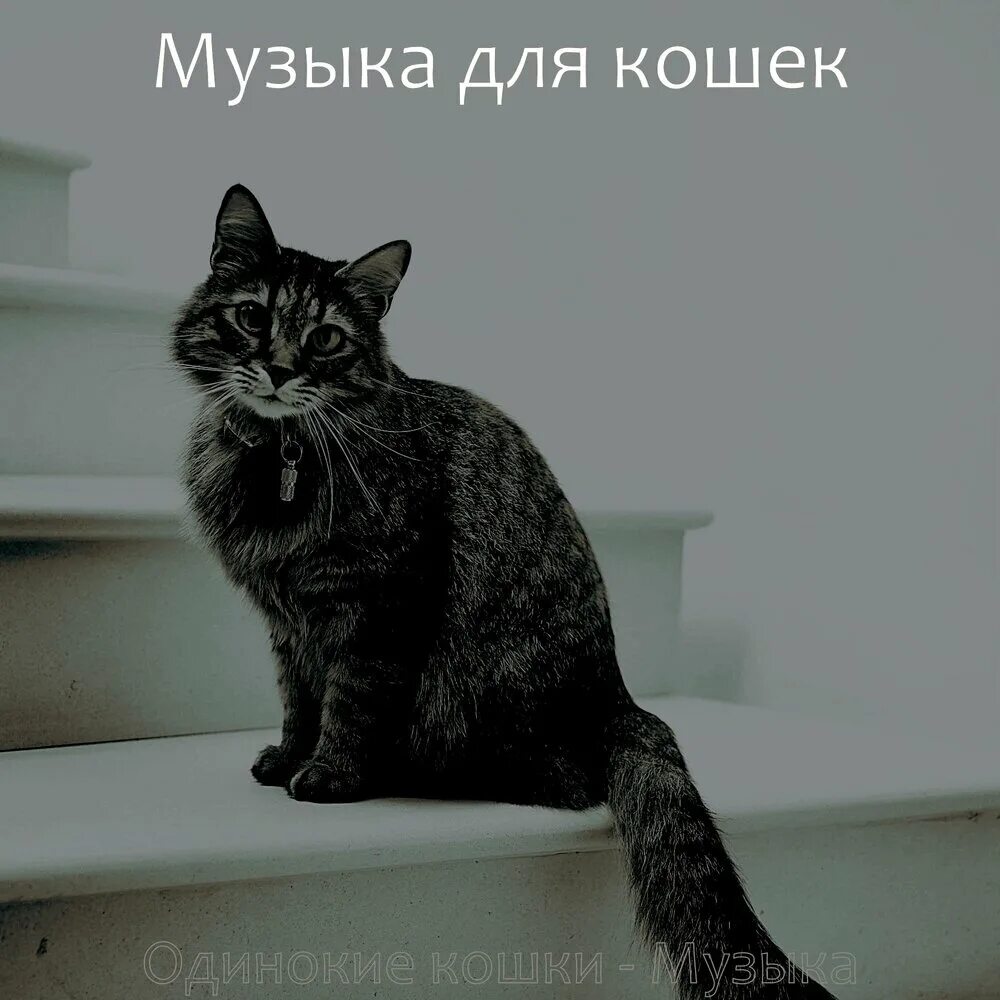 Котята и музыка. Ритмичность кошек. Музыка для кошек. Кошачья музыка для кошки слушать. Кошачья музыка для кошки слушать.
