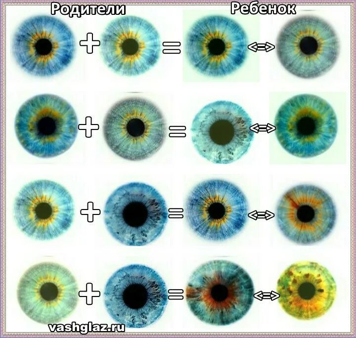 Смешать цвет глаз. Смешение цвета глаз. Цвет глаз схема. Цвет глаз ребенка. Вероятность цвета глаз.