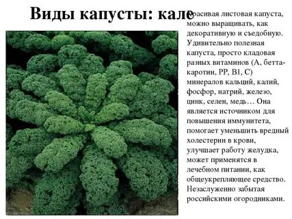 Капуста кале вред