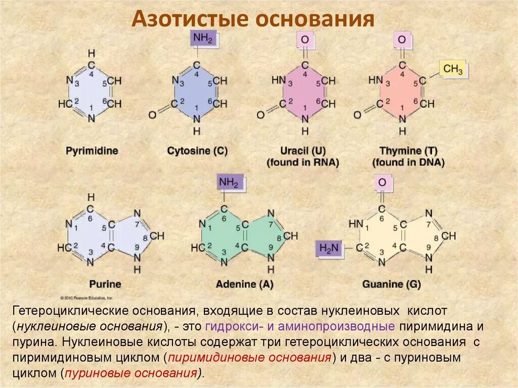 Пуриновые основания РНК. Азотистые основания ДНК И РНК. Азотистое основание аденин. Азотистые основания РНК формулы.