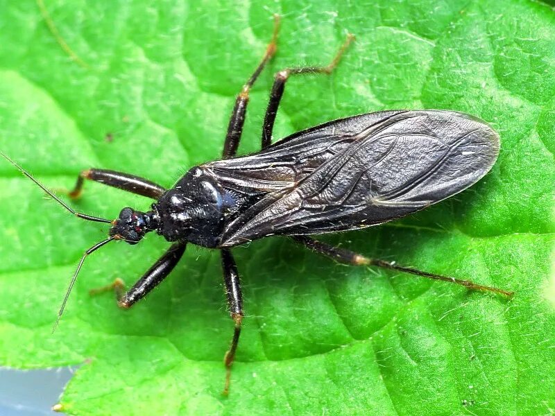 Маска хищника арт. Лазерный прицел хищника. Reduvius personatus. Reduvius personatus. Masked hunter насекомое.