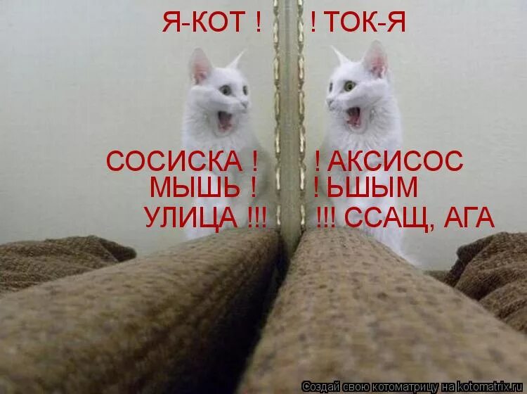 Включи котика тока