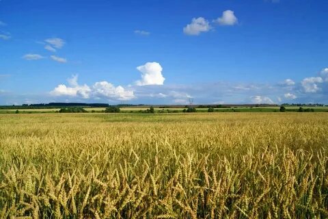 Поле неясно