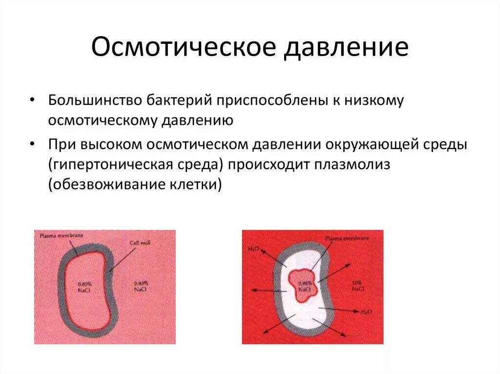 Давление окружения. Осмотическое давление микроорганизмов. Влияние осмотического давления на микроорганизмы. Влияние осмотического давления на микробы. Влияние осмотического давления на бактериальную клетку.