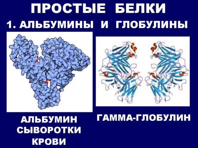 Альбумины и глобулины крови. Белок Бенс Джонса. Альбумины и глобулины строение. Строение альбуминов и глобулинов. Белки альбумины глобулины.