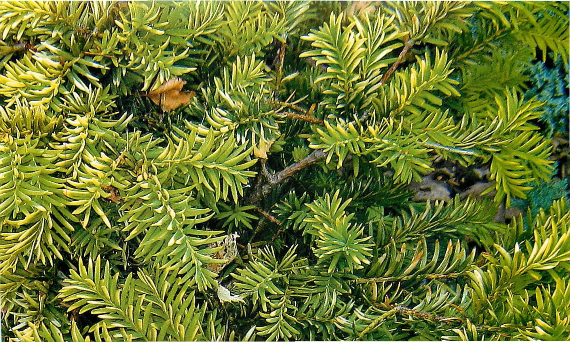 Тисс ягодный. Тис ягодный taxus baccata. Тисс (taxus). Taxus baccata. Тисс сайт.