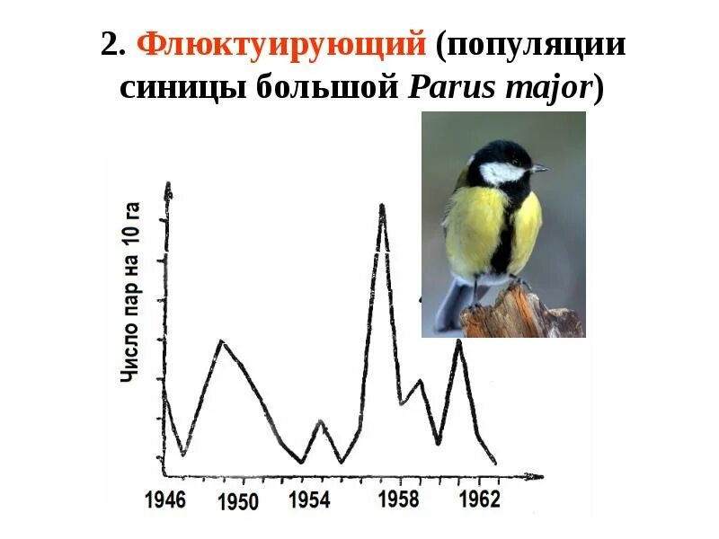 Среди популяции кур из 200 особей 9. Флюктуирующий Тип динамики численности популяций. Типы динамики численности популяции. Динамика популяции большой синицы график. Динамика численности большой синицы.