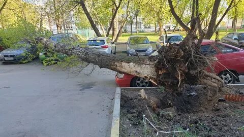 Упавшее дерево москва