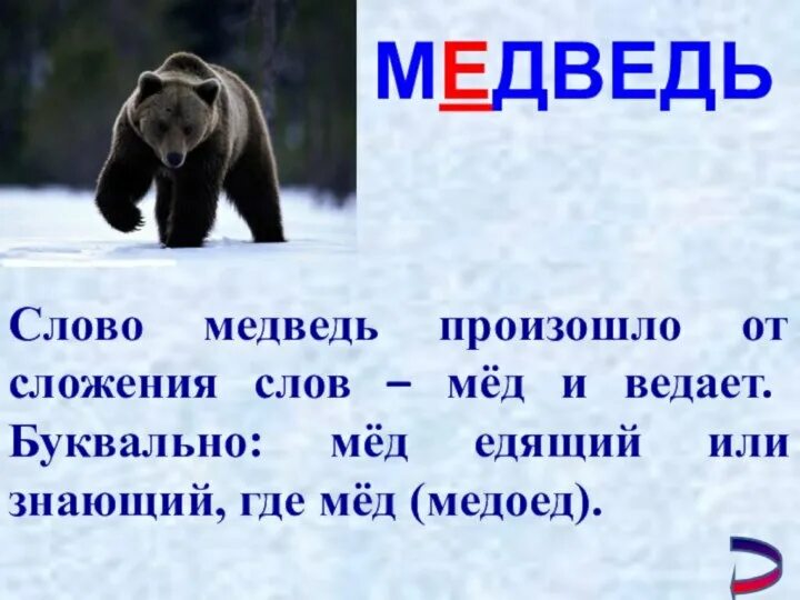 Значение слова медведь. Слово медведь. Словарное слово медведь. Происхождение слова медведь. Предложение про медведя.