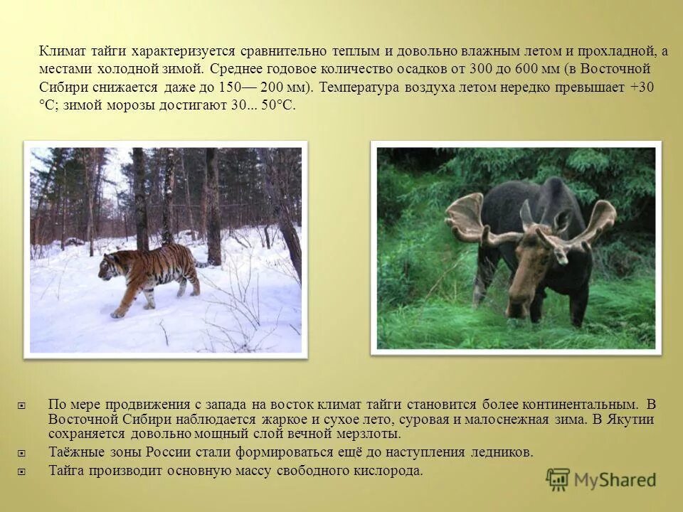 характеристика тайги. характеристика тайги. климатические условия природной зоны тайги. климат и животные тайги. климат и животные тайги.