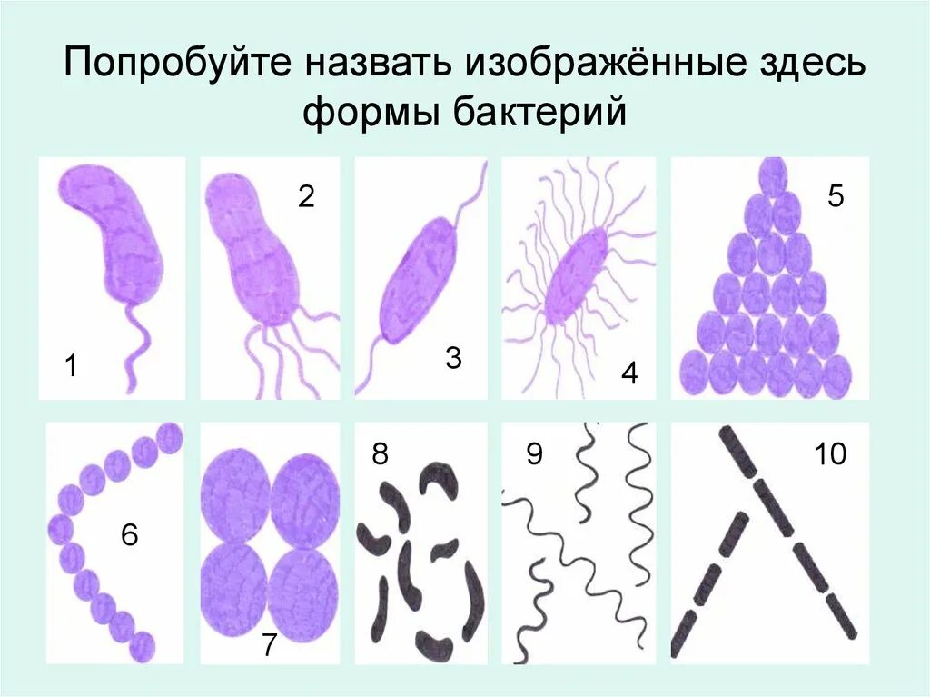 Название 3 бактерий. Формы бактерий. Виды бактерий. Разнообразие бактерий по форме. Формы бактерий биология.