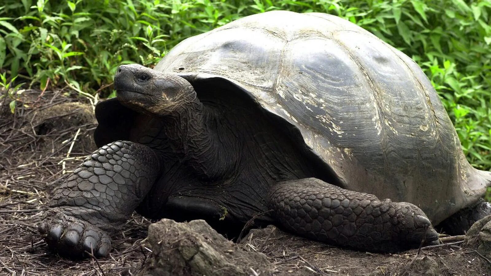 Слоновая черепаха относится к отряду. Галапагосская черепаха. Галапагосская слоновая черепаха. Галапагосские острова черепахи. Галапагосская гигантская черепаха вымерла.