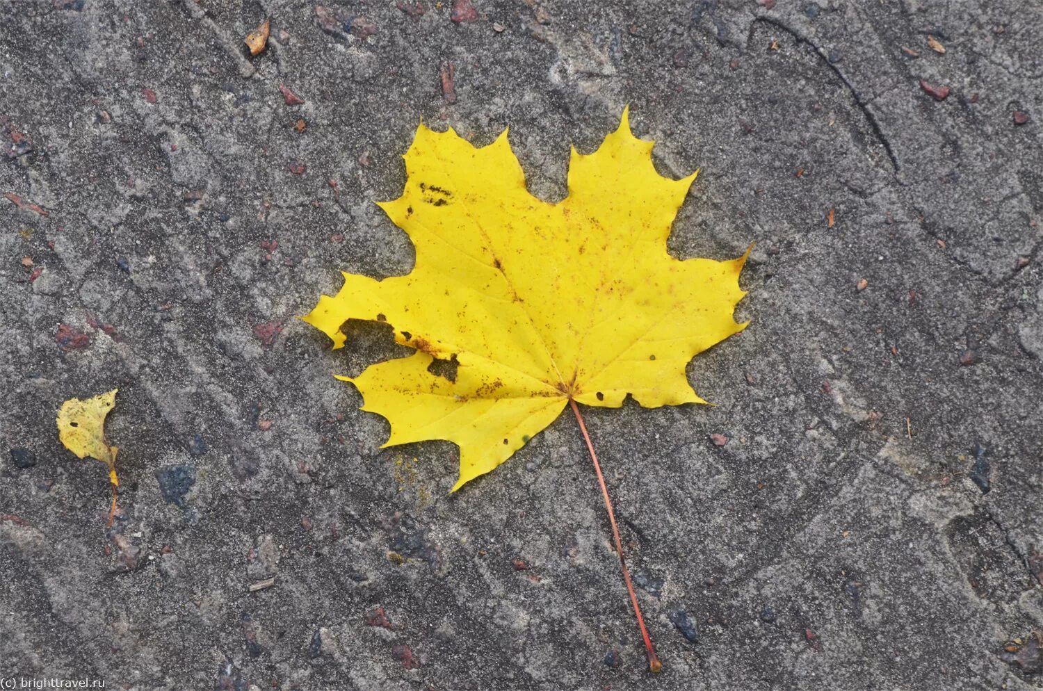 Желтый лист. Листья жёлтые над городом. Желтый лист а4. Пошарпанный желтый лист. Листья желтые кружатся оригинал