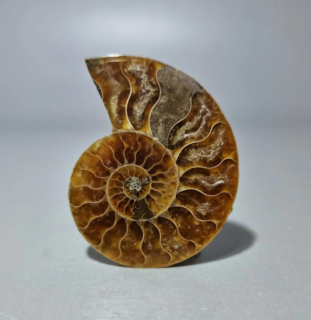 аммониты размеры. аммонит срез. аммонит срез. аммониты марокко. аммонит окаменелость.