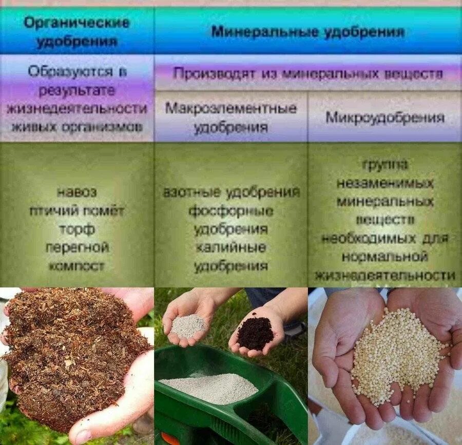 Почему навоз рекомендуется вносить