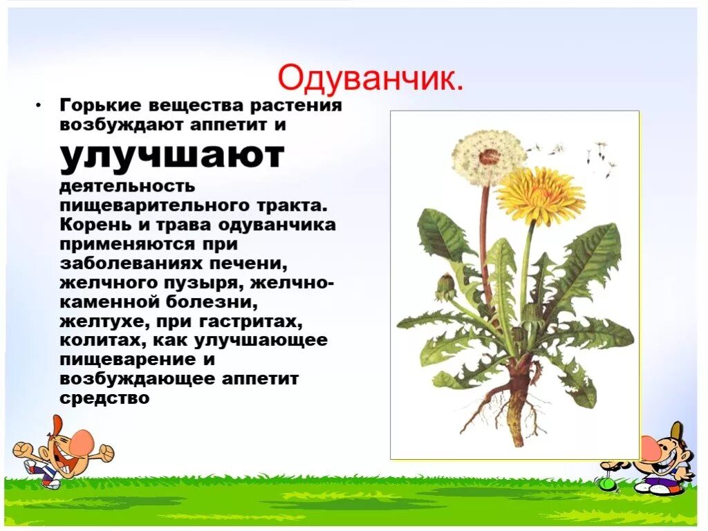 Чем полезны цветы одуванчика для организма человека. Одуванчик лекарственный стебель. Одуванчик описание. Одуванчик лекарственный описание. Одуванчик ЛРС.