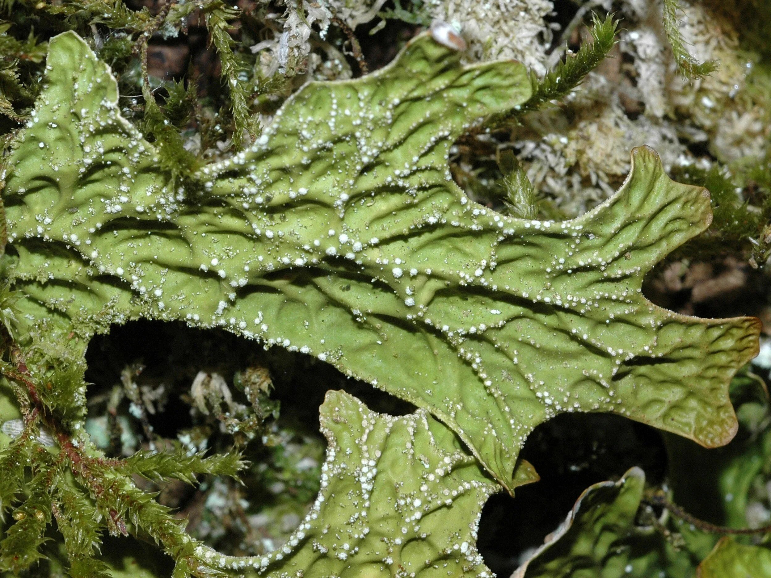 Lobaria Pulmonaria. Лобария легочная Lobaria Pulmonaria. Лишайник лобария легочная. Лобария легочная Lobaria Pulmonaria (l.) Hoffm..